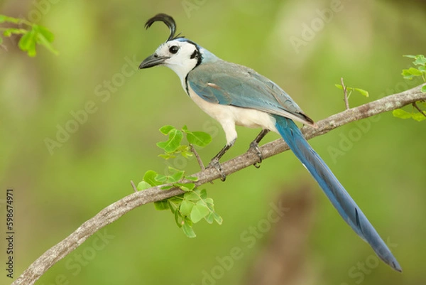 Obraz White-throated-Magpie-Jay
