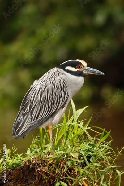 Obraz Yellow-crowned-night-heron