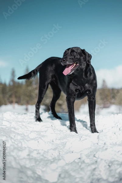 Obraz black labrador retriever