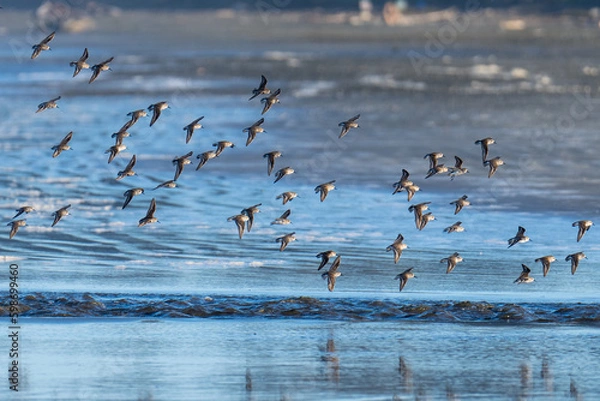 Obraz Shorebirds flying in flight