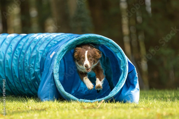 Obraz Fast Australian Shepherd dog is running through an agility tunnel. Training for a sports competition