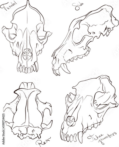 Fototapeta Set of pictures of canine scull, hand drawn view from different sides