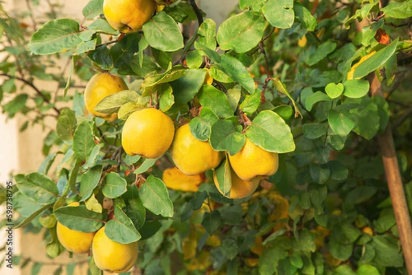 Fototapeta Ripe yellow apples and green leaves, apple tree. Autumn harvest. Orchard. Vitamins on a branch.