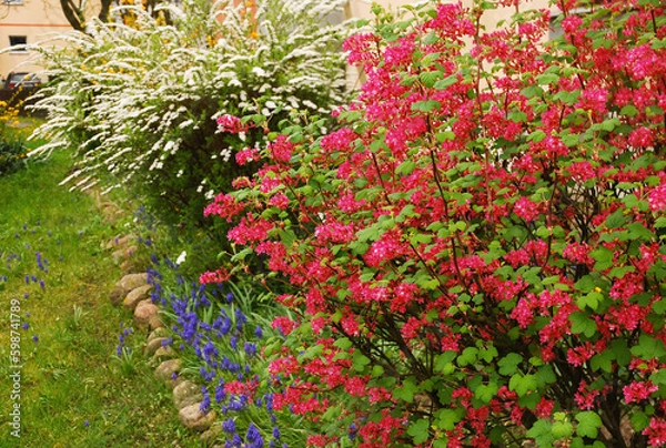 Fototapeta Ribes sanguineum and Spiraea vanhouttei are ornamental shrubs that make up urban greenery. A residential area in the background, a block of flats and a car. Plants in the city.