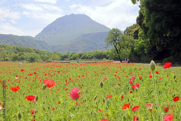 Fototapeta しまばら火張山花公園のポピーと平成新山