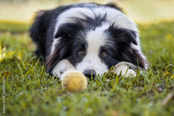 Fototapeta Border Collie dog lying down on the grass playing with a ball looking at the camera 