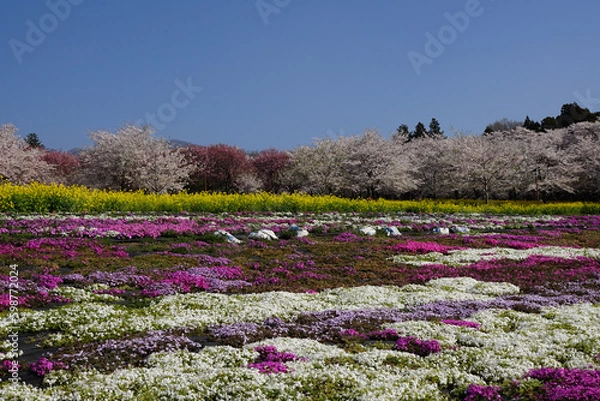 Fototapeta 桜と菜の花