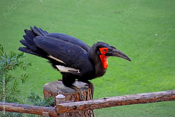 Obraz Hornbill, a bird ready to fly from the fence. 