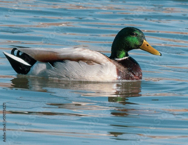 Obraz duck on the water