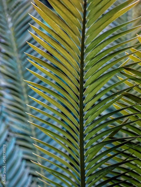 Fototapeta Sago Palm leaves . A composition of parallel vertical and diagonal lines