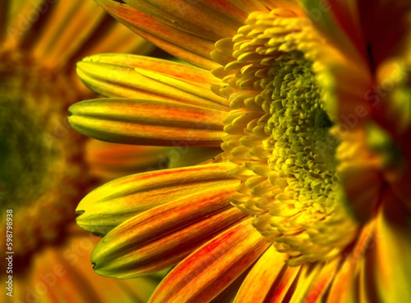 Fototapeta Barberton Daisies . Oblique view of two blooms of two blooms
