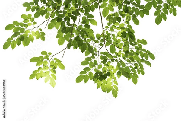 Obraz branch leaves or green leaf isolated. Tree Leaf Frame