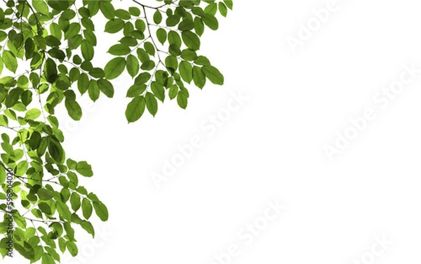 Obraz branch leaves or green leaf isolated. Tree Leaf Frame