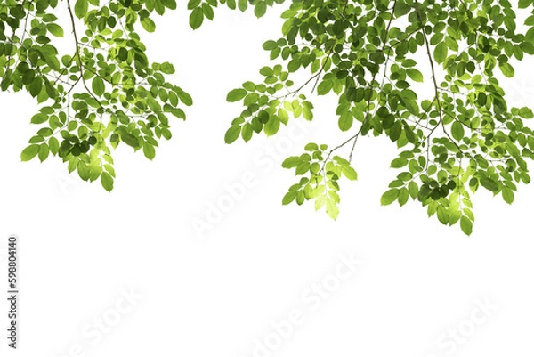 Obraz branch leaves or green leaf isolated. Tree Leaf Frame