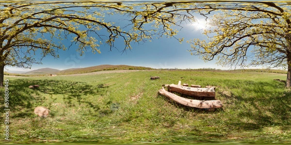 Fototapeta Image with 3D spherical panorama with 360 degree viewing angle. Ready for virtual reality in vr. Full equirectangular projection. Oak in the field spring green grass blue sky nature lawn