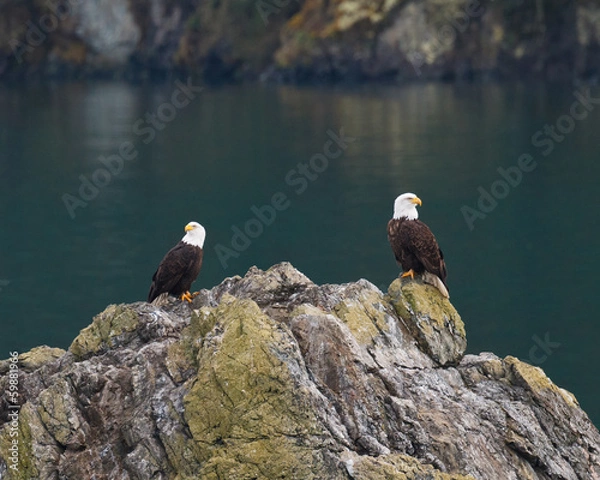Fototapeta Two Bald Eagles