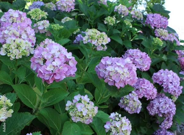 Obraz あじさいイメージ