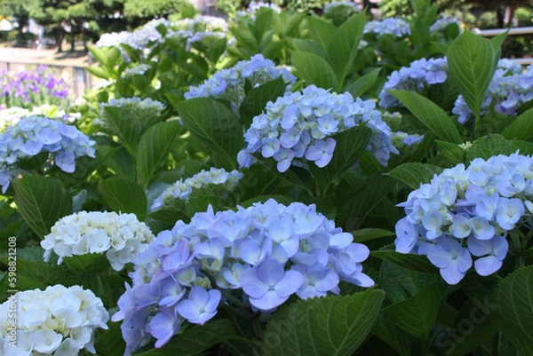 Obraz あじさいイメージ