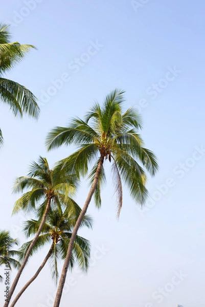 Fototapeta Coconut palm trees with blue sky