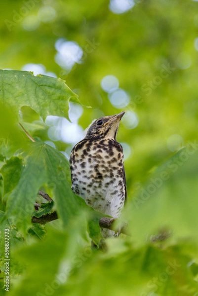Obraz Bird on a branch