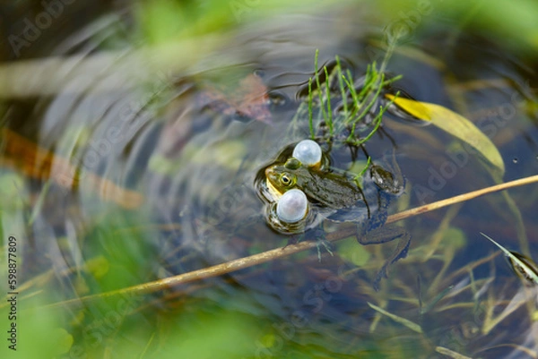 Obraz Frog in the pond