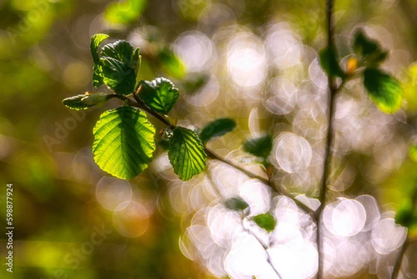 Obraz Spring and fresh leaves
