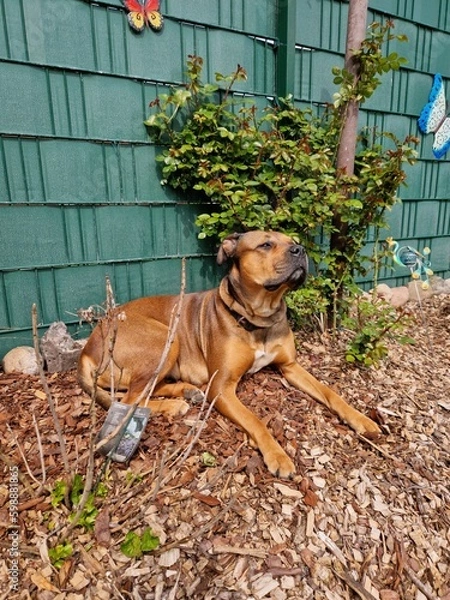 Obraz dog in a garden