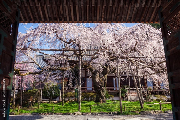 Obraz 寺の枝垂れ桜、京都、日本