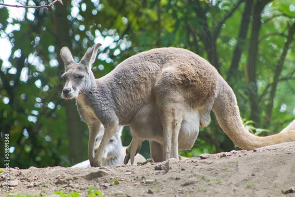 Fototapeta kangaroo