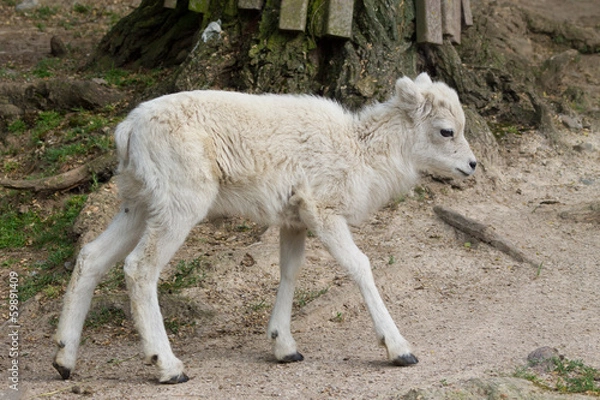 Obraz white kid in a zoo