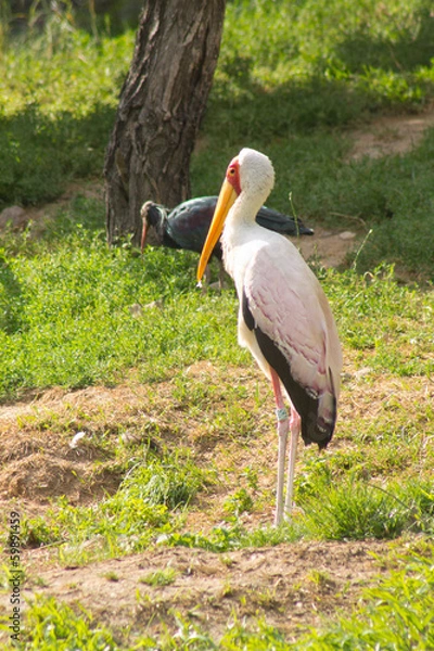 Obraz heron on a glade