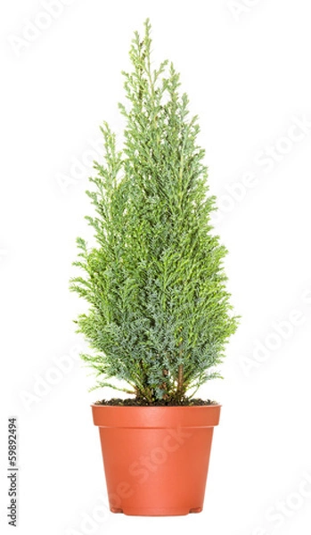 Obraz Cypress in pot, isolated on white background