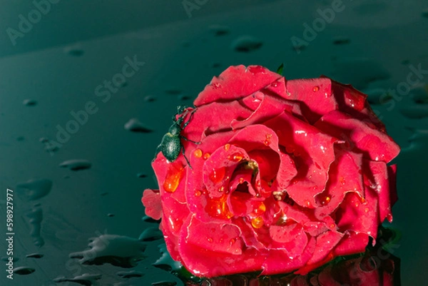 Fototapeta Water reflection of a red rose on a stone slab