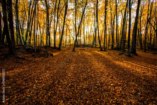 Fototapeta Autumn in La Fageda D En Jorda Forest, La Garrotxa, Spain