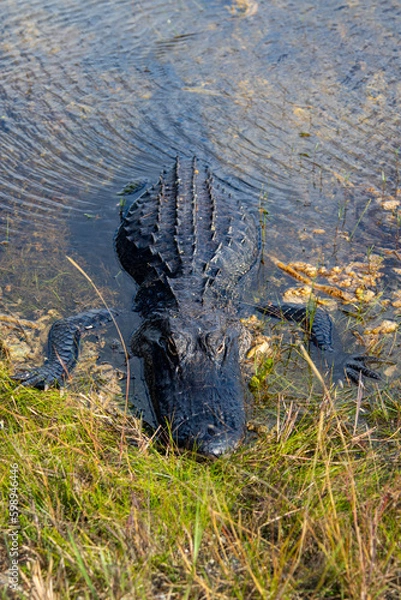 Obraz alligator in the everglades
