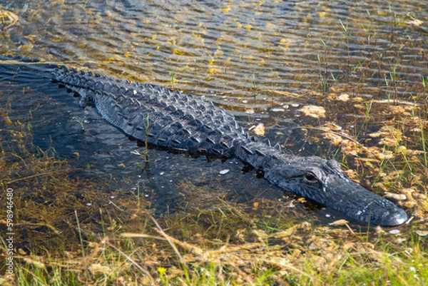 Obraz alligator in the swamp