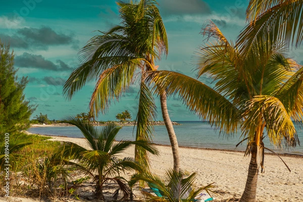 Obraz beach with palm trees