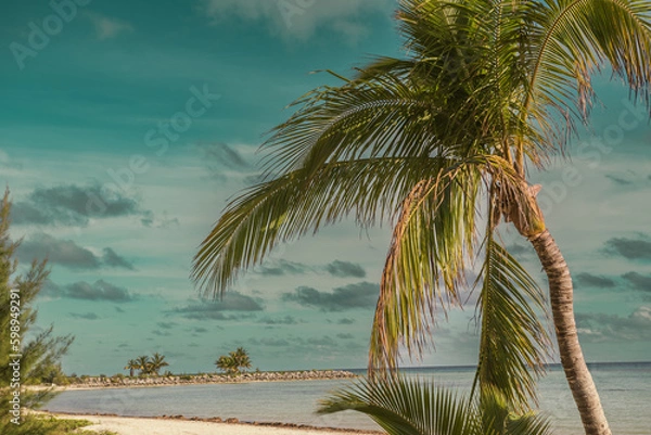 Obraz beach with palm trees