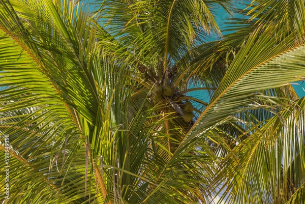 Obraz beach with palm trees
