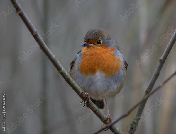 Obraz robin on a branch