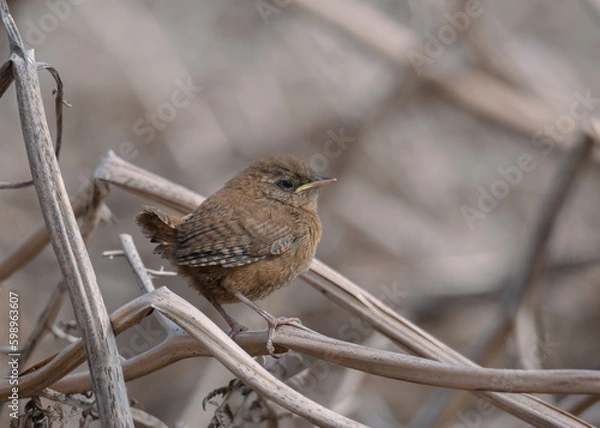 Obraz Juvenile Wren