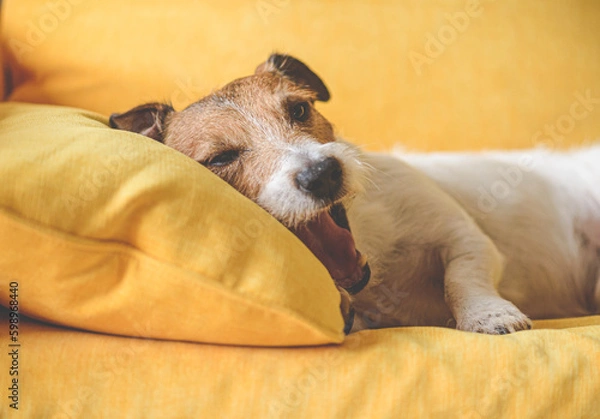 Obraz Sleepy dog yawns before falling asleep on sofa pillow