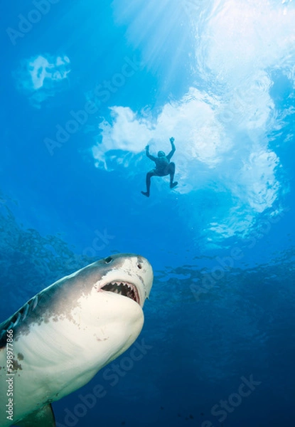 Fototapeta Native swimmer and tiger shark.