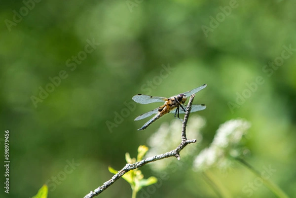 Obraz Ważka czteroplama siedząca na gałęzi na rozmytym tle