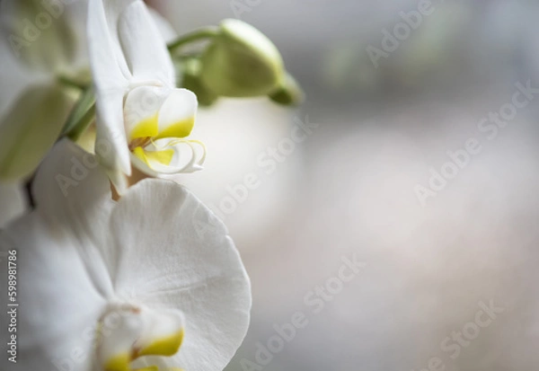 Fototapeta splendide orchidee di colore bianco, un bellissimo fiore di orchidea di colore giallo al centro e bianco candido