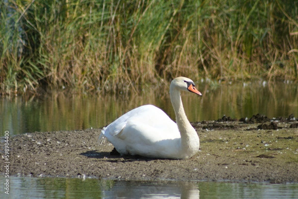 Fototapeta Closeup of swan sitting on soil with lake water around