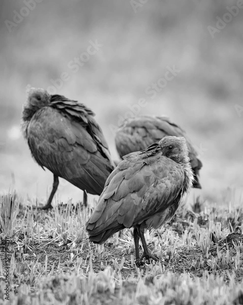 Obraz Sleeping Hadida birds