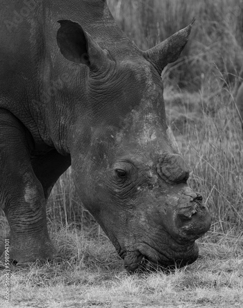 Obraz Rhino without horn