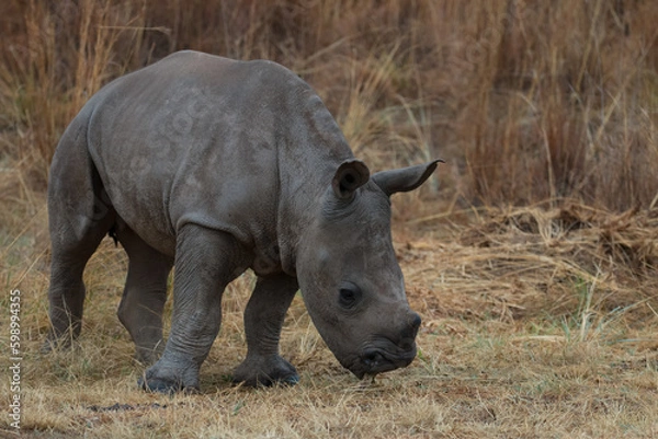 Obraz Endangered Baby