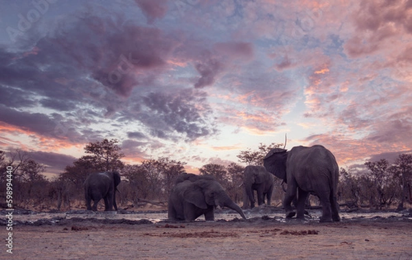 Obraz Elephants at sunset